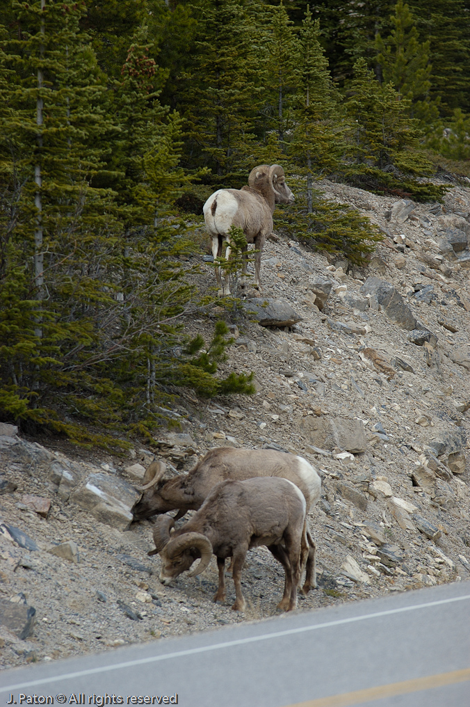    Icefield Parkway, Jasper National Park, Alberta, Canada