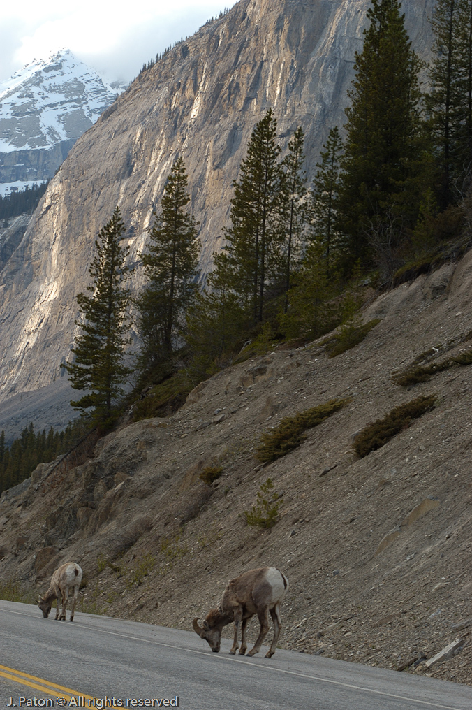 Bighorn on Road   Icefield Parkway, Jasper National Park, Alberta, Canada