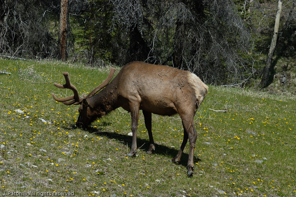 Elk   Banff National Park, Alberta, Canada