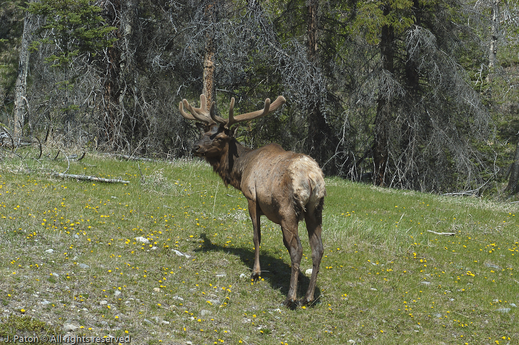 Elk   Banff National Park, Alberta, Canada