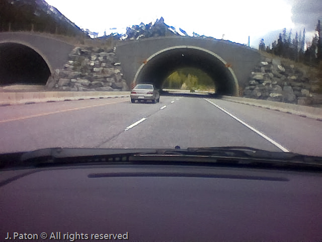Camera Phone Picture of the Wildlife Crossing Over the Trans-Canada HIghway   Alberta, Canada