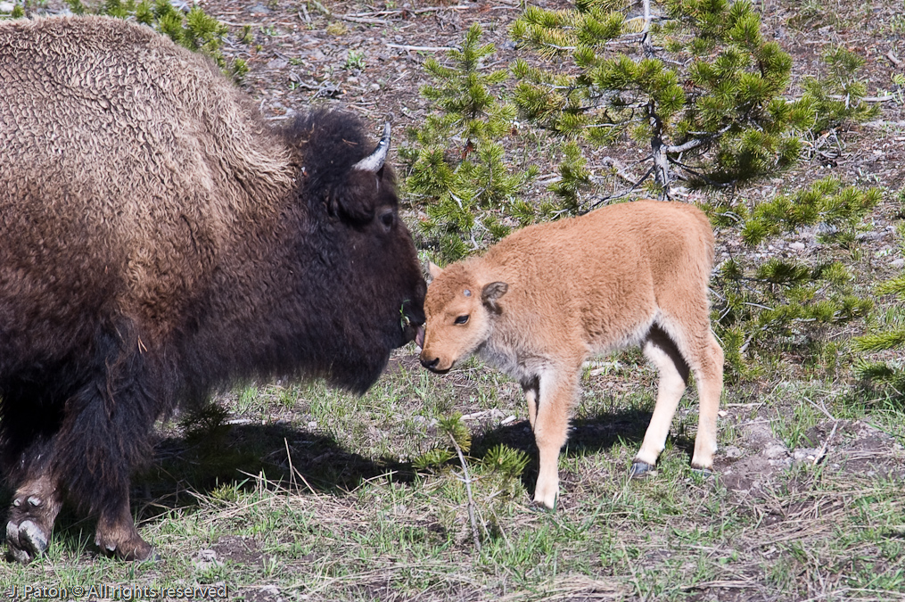 Bison and Calf   Yellowstone National Park, Wyoming
