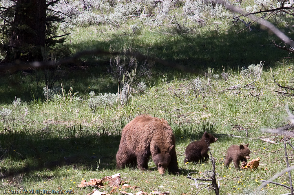 Bear with Cubs   Near Tower Falls, Yellowstone National Park, Wyoming