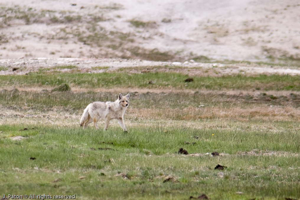 Coyote   Yellowstone National Park, Wyoming