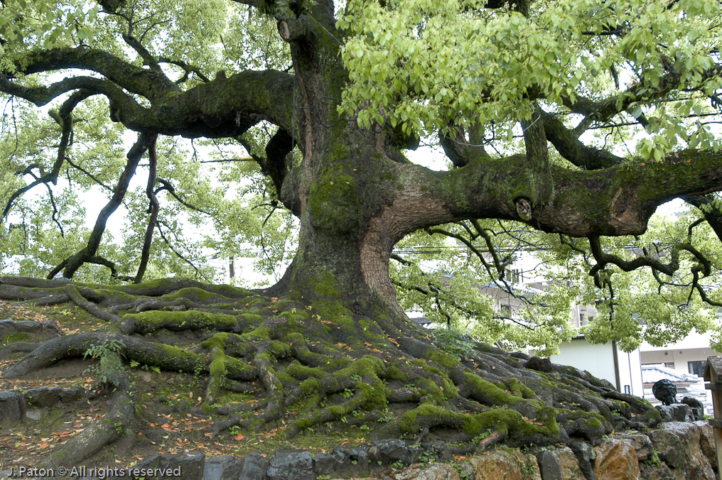 800 Year Old Camphor Tree at Shoren-in Temple   Kyoto, Japan