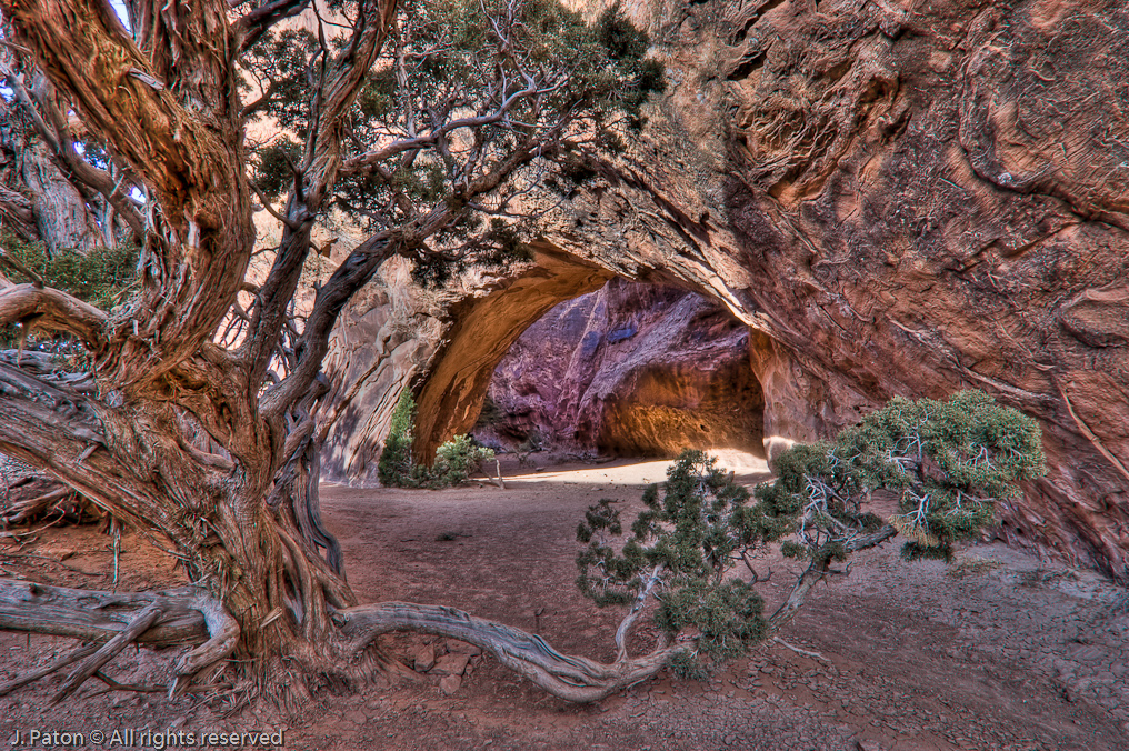 Navajo Arch and Tree   Arches National Park, Utah