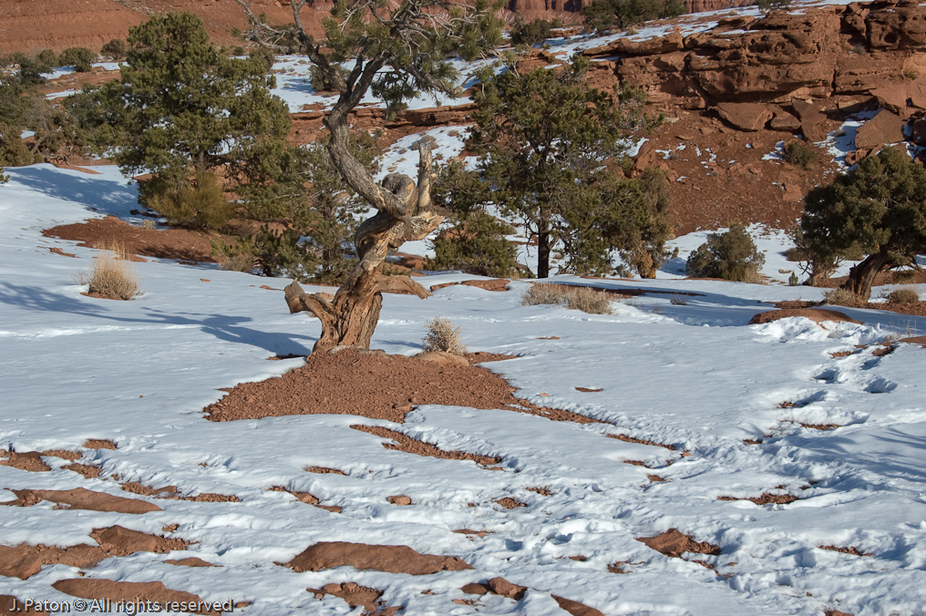Panarama Point   Capitol Reef National Park, Utah
