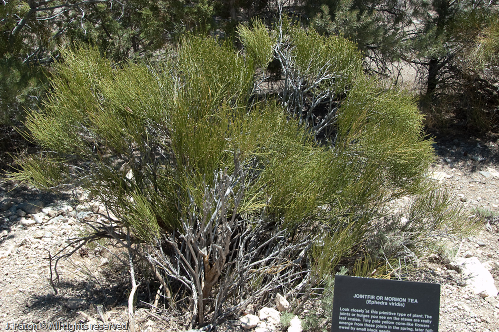 Sudaphed Source   Great Basin National Park, Nevada