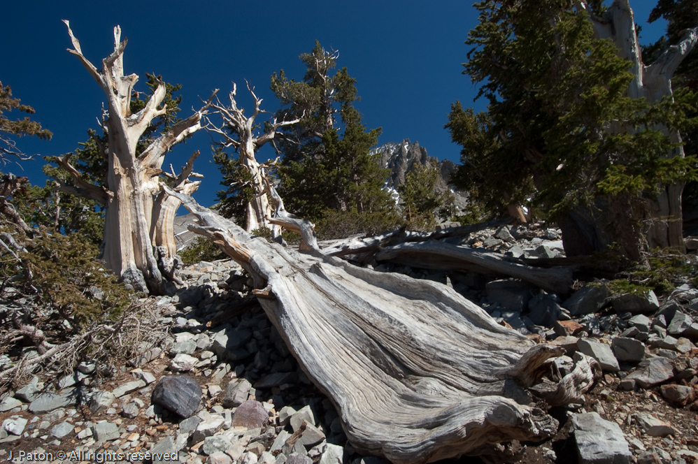 Bristlecone Pine   Great Basin National Park, Nevada