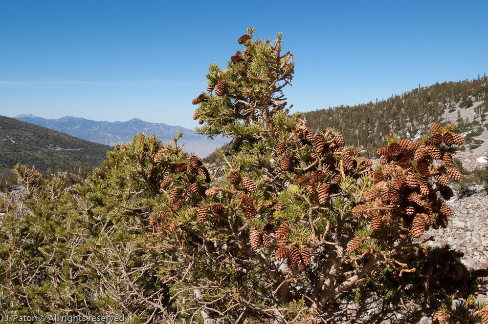 Many Pine Cones   Great Basin National Park, Nevada