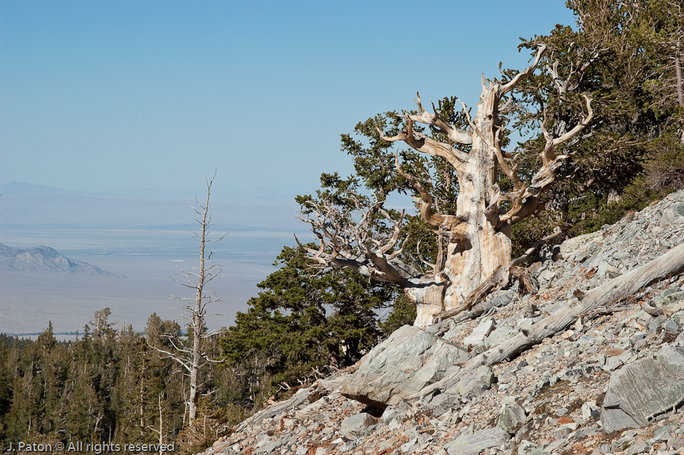 High Up in Bristlecone Country   Great Basin National Park, Nevada