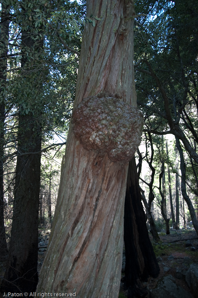 Tree Burl   Yosemite National Park, California
