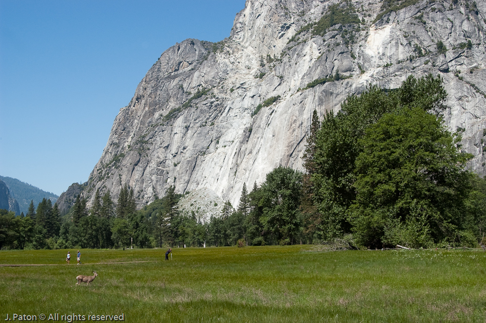 Deer in Yosemite Valley   Yosemite National Park, California