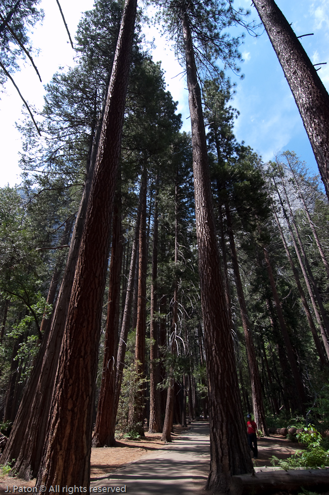 Trees Along Trail to Yosemite Falls   Yosemite National Park, California