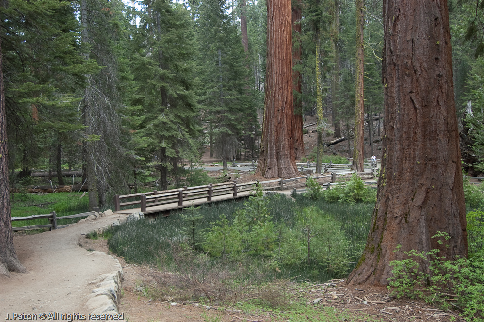 Trail at Mariposa Grove   Mariposa Grove, Yosemite National Park, California