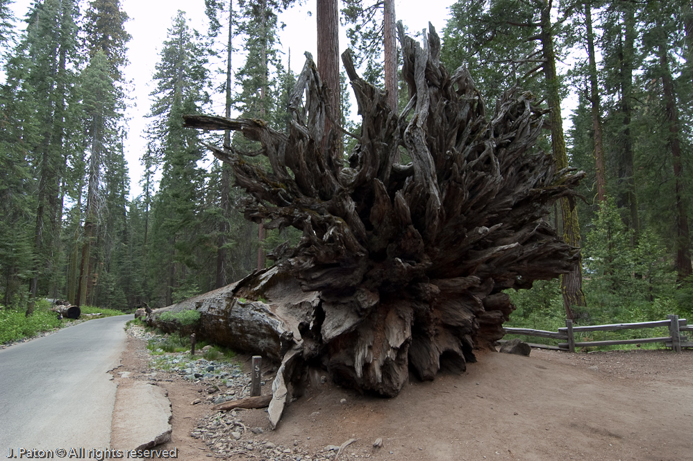 Fallen Giant   Mariposa Grove, Yosemite National Park, California