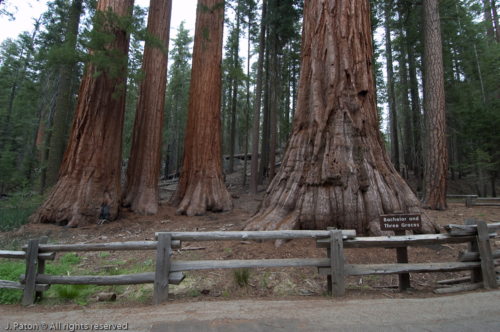 Bachelor and Three Graces   Mariposa Grove, Yosemite National Park, California