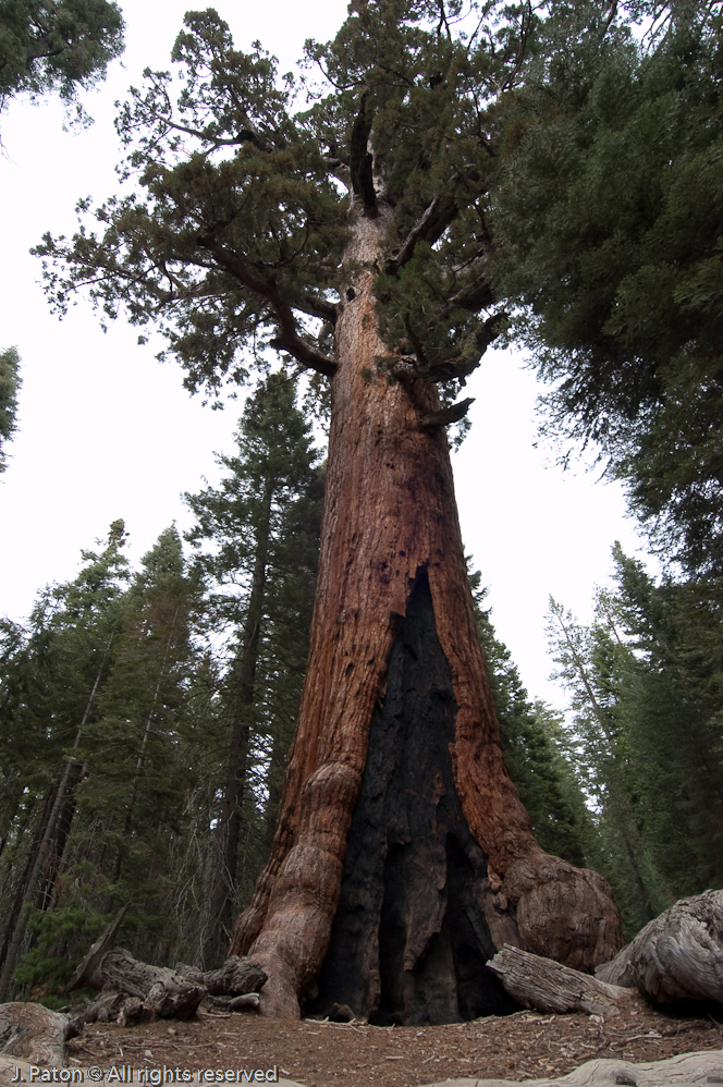 Grizzly Giant   Mariposa Grove, Yosemite National Park, California