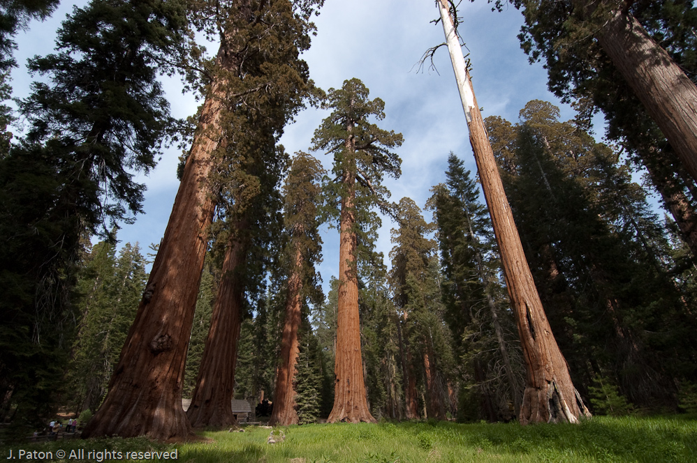 Lens Distortion   Mariposa Grove, Yosemite National Park, California