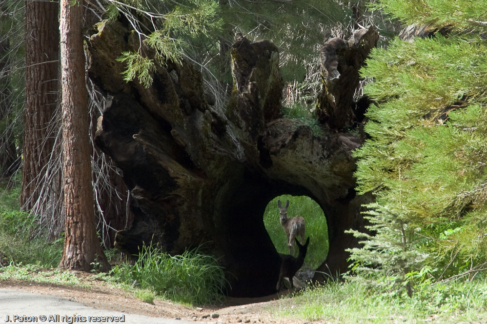 Deer Through Large Tree Trunk   Mariposa Grove, Yosemite National Park, California
