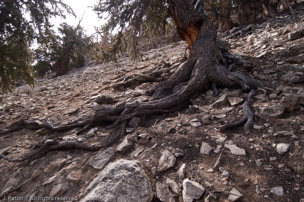 Methuselah Walk, Schulman Grove   White Mountains, Inyo National Forest, California