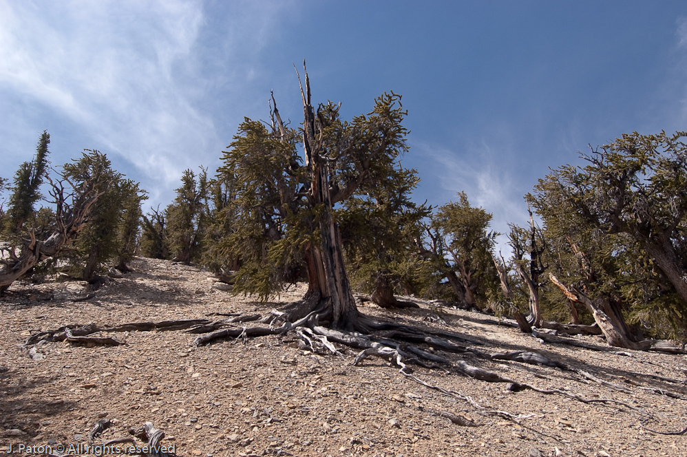 Large Surface Root System   White Mountains, Inyo National Forest, California