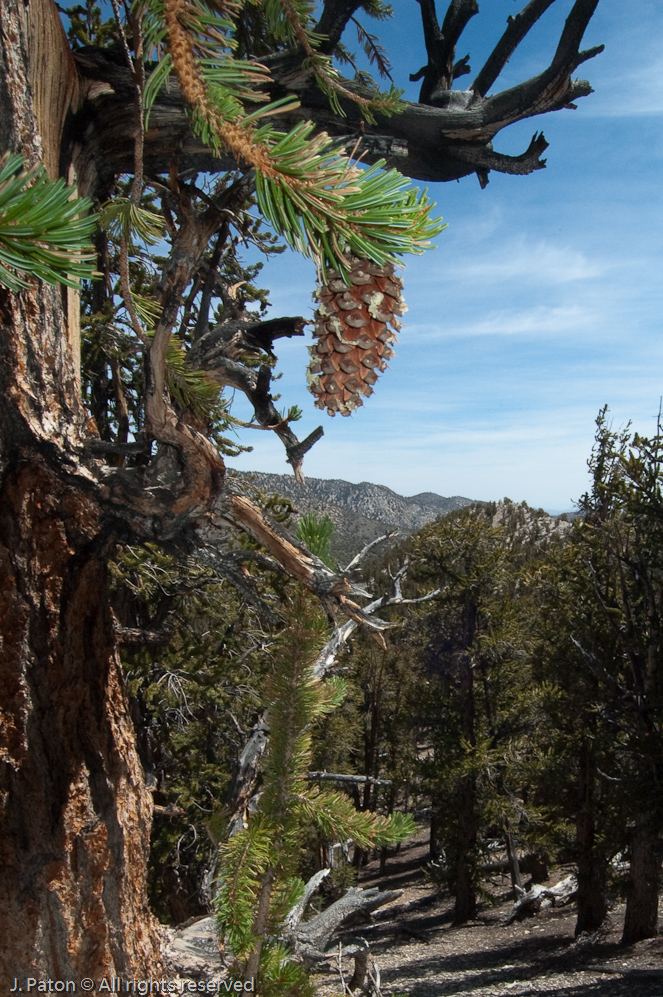 Bristlecone to Horizon   White Mountains, Inyo National Forest, California