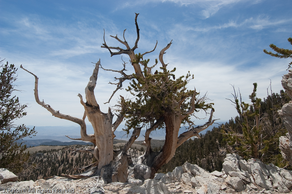 On the Edge   White Mountains, Inyo National Forest, California