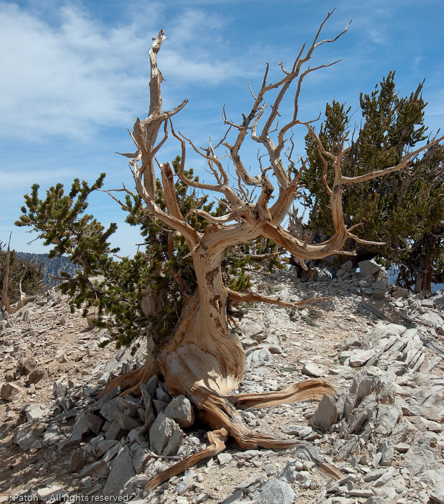 Still Alive   White Mountains, Inyo National Forest, California