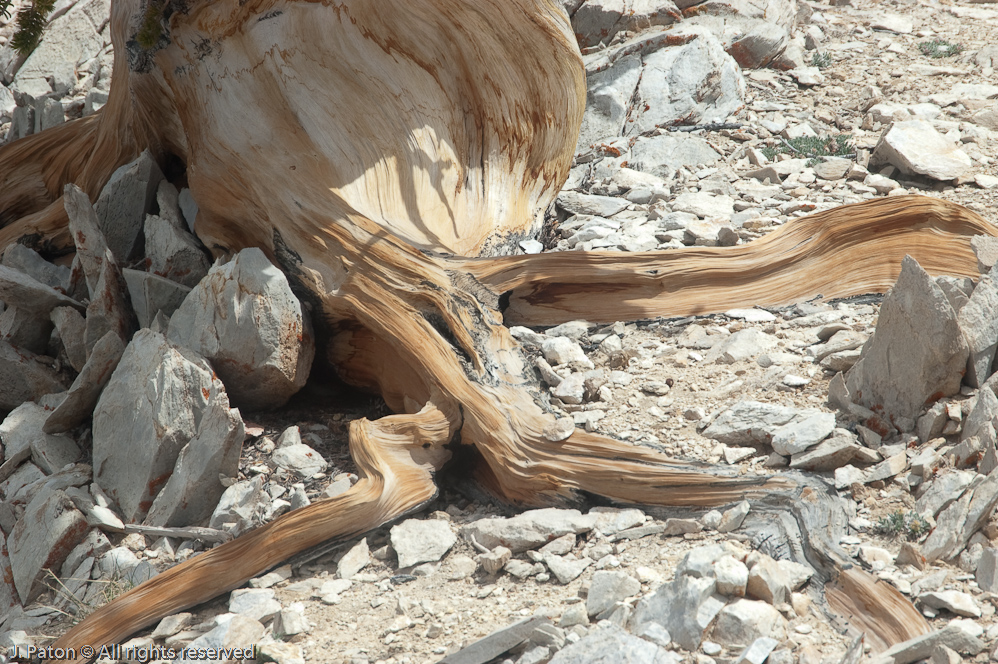Methuselah Walk, Schulman Grove   White Mountains, Inyo National Forest, California