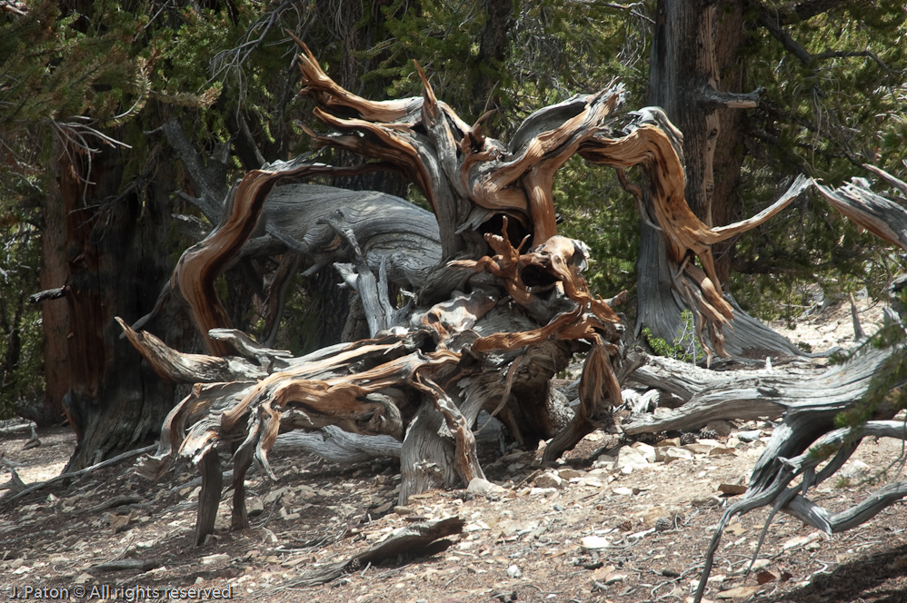 Contorted Roots   White Mountains, Inyo National Forest, California