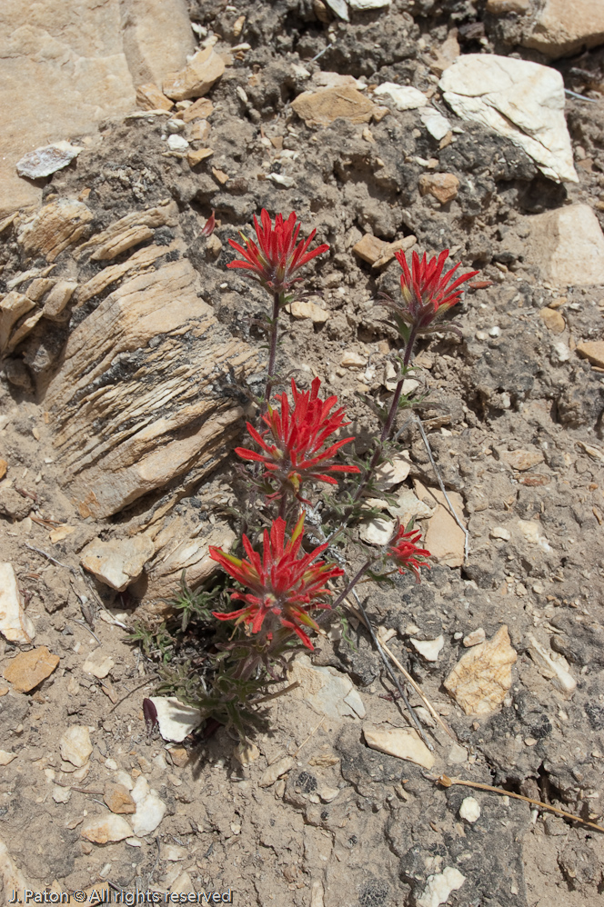 Some Color in the White Mountains   White Mountains, Inyo National Forest, California