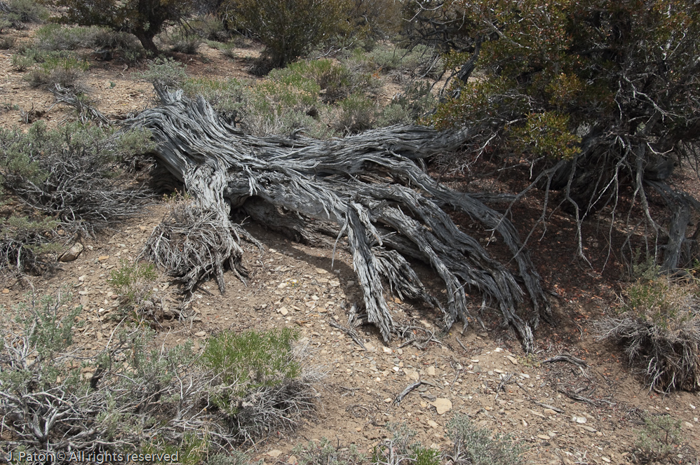 Methuselah Walk, Schulman Grove   White Mountains, Inyo National Forest, California