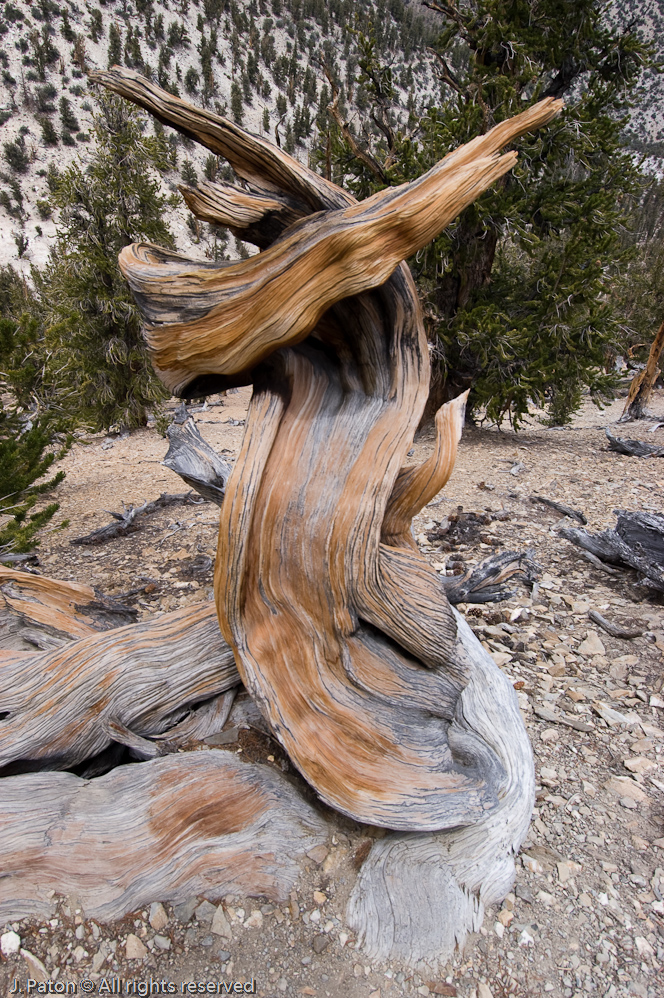 Twisted   White Mountains, Inyo National Forest, California