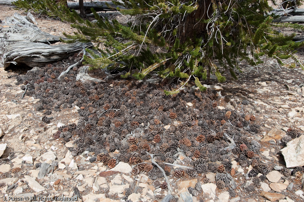 Pine Cone Accumulation   White Mountains, Inyo National Forest, California