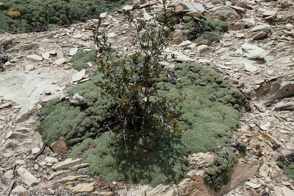 Methuselah Walk, Schulman Grove   White Mountains, Inyo National Forest, California
