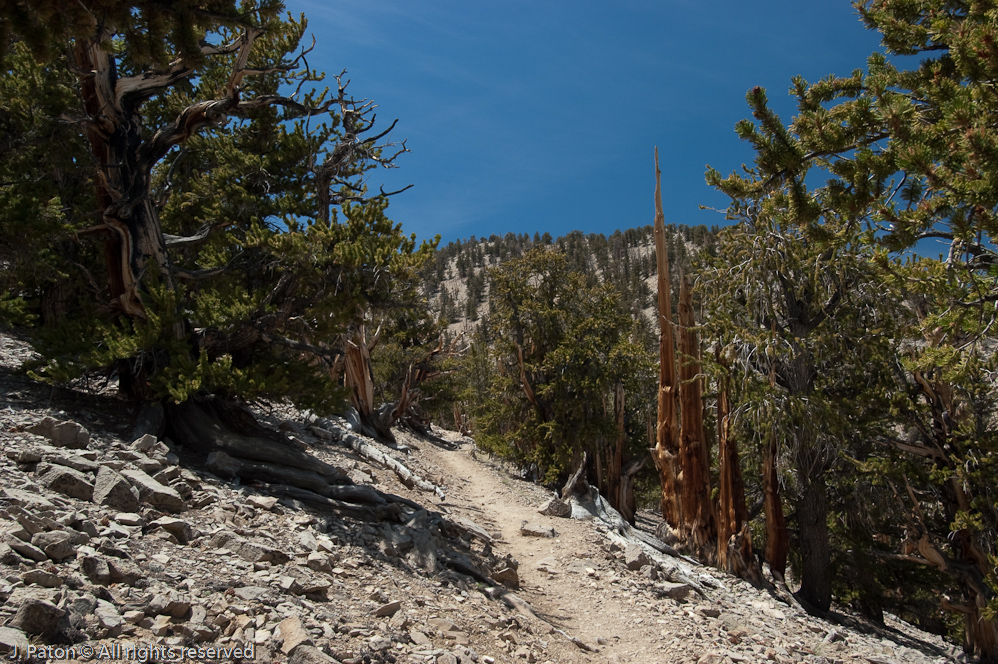 Methuselah Walk, Schulman Grove   White Mountains, Inyo National Forest, California