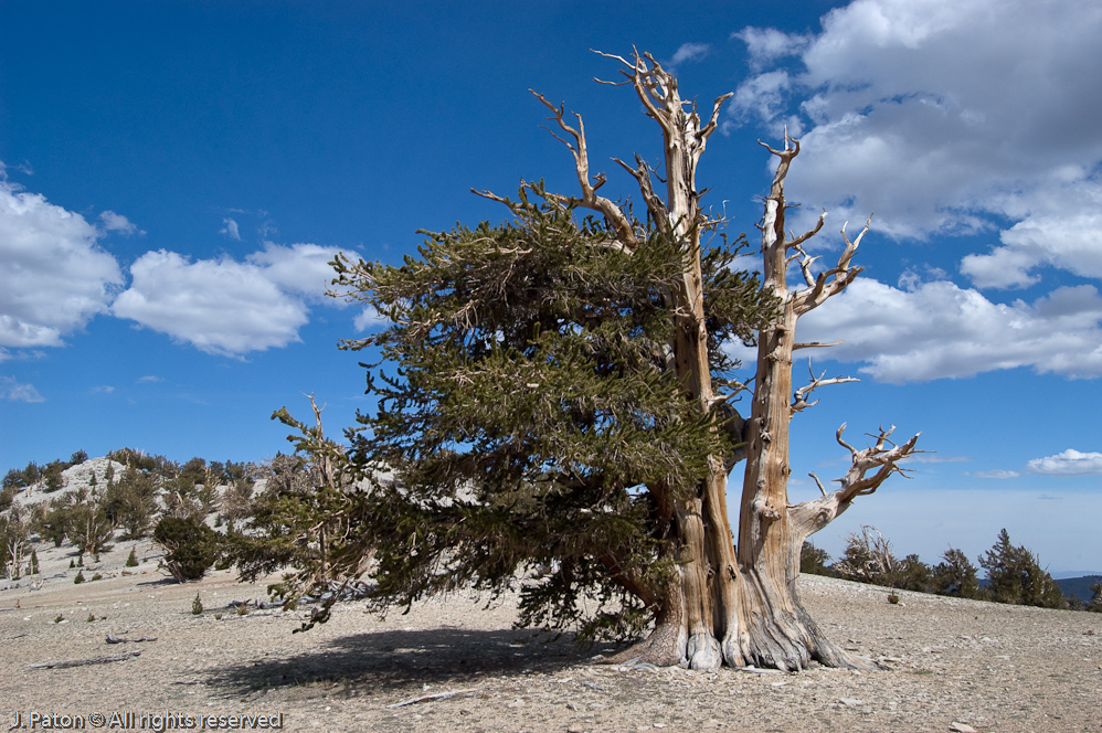 Final Bristlecone Pine of the Trip   White Mountains, Inyo National Forest, California