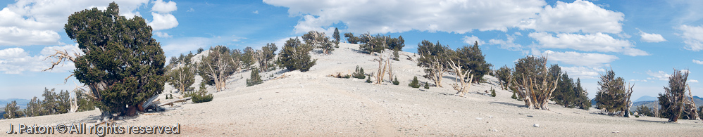 Patriarch Grove of Bristlecone Pine   White Mountains, Inyo National Forest, California