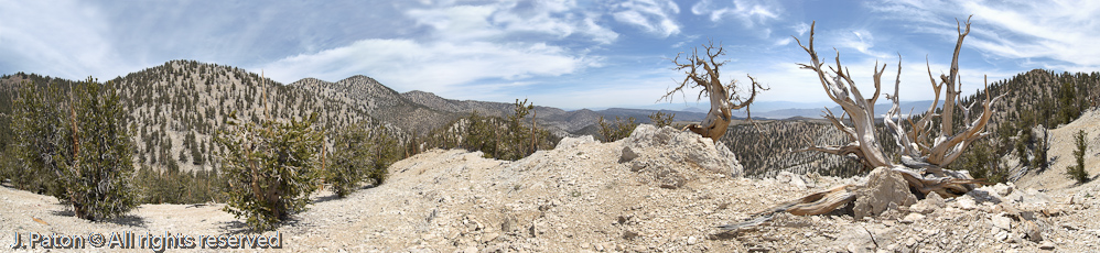 Schulman Grove of Bristlecone Pine   White Mountains, Inyo National Forest, California