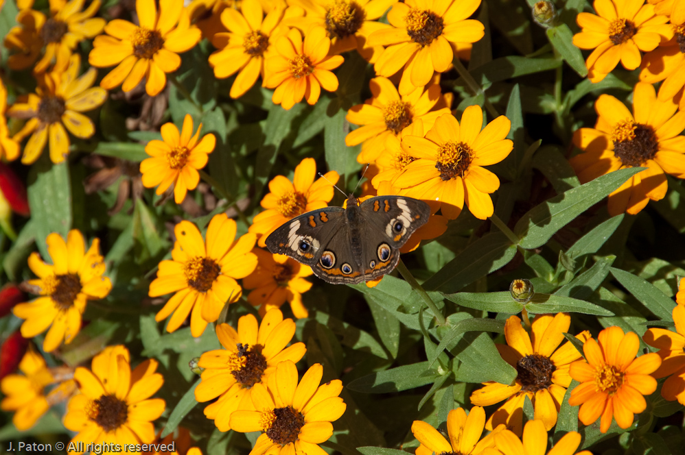 Moth   Cheekwood Botanical Garden‎, Nashville, Tennessee