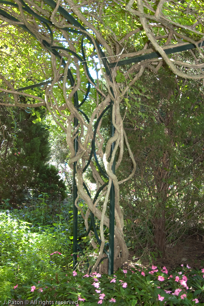 Wisteria   Cheekwood Botanical Garden‎, Nashville, Tennessee