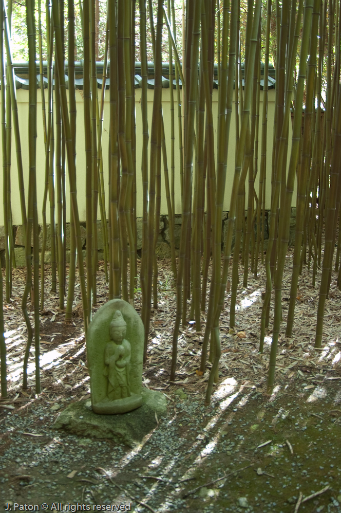 Bamboo   Cheekwood Botanical Garden‎, Nashville, Tennessee