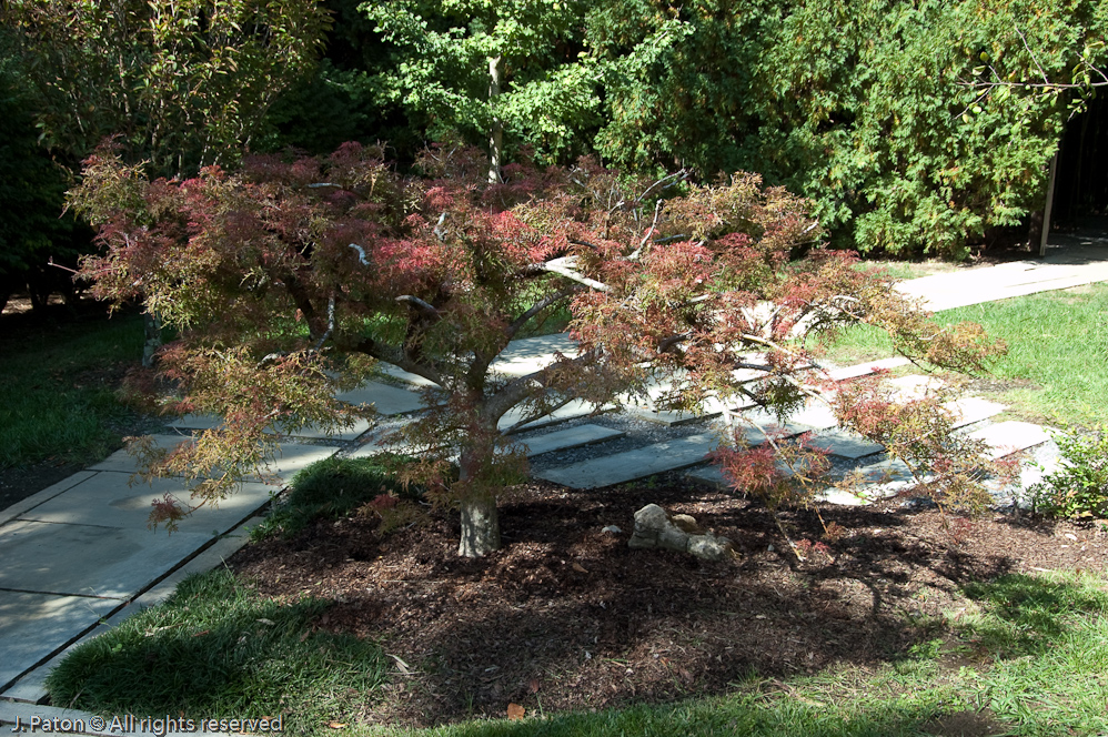 Small Maple   Cheekwood Botanical Garden‎, Nashville, Tennessee