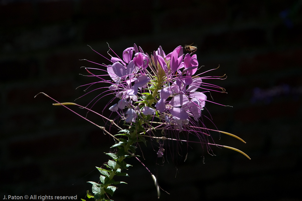    Cheekwood Botanical Garden‎, Nashville, Tennessee