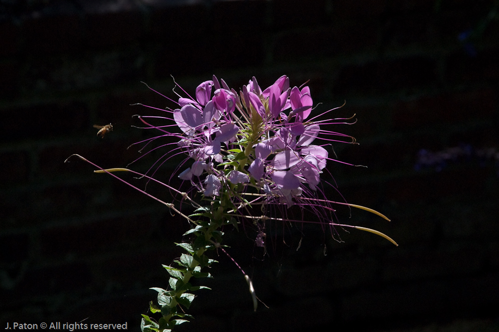    Cheekwood Botanical Garden‎, Nashville, Tennessee