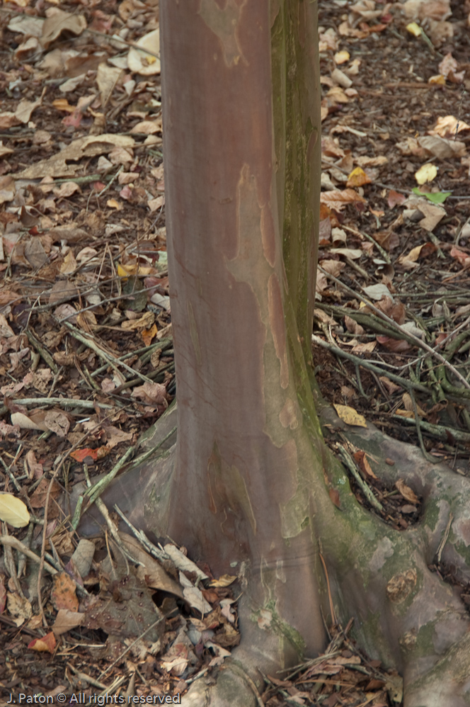 Crepe Myrtle Bark   Cheekwood Botanical Garden‎, Nashville, Tennessee