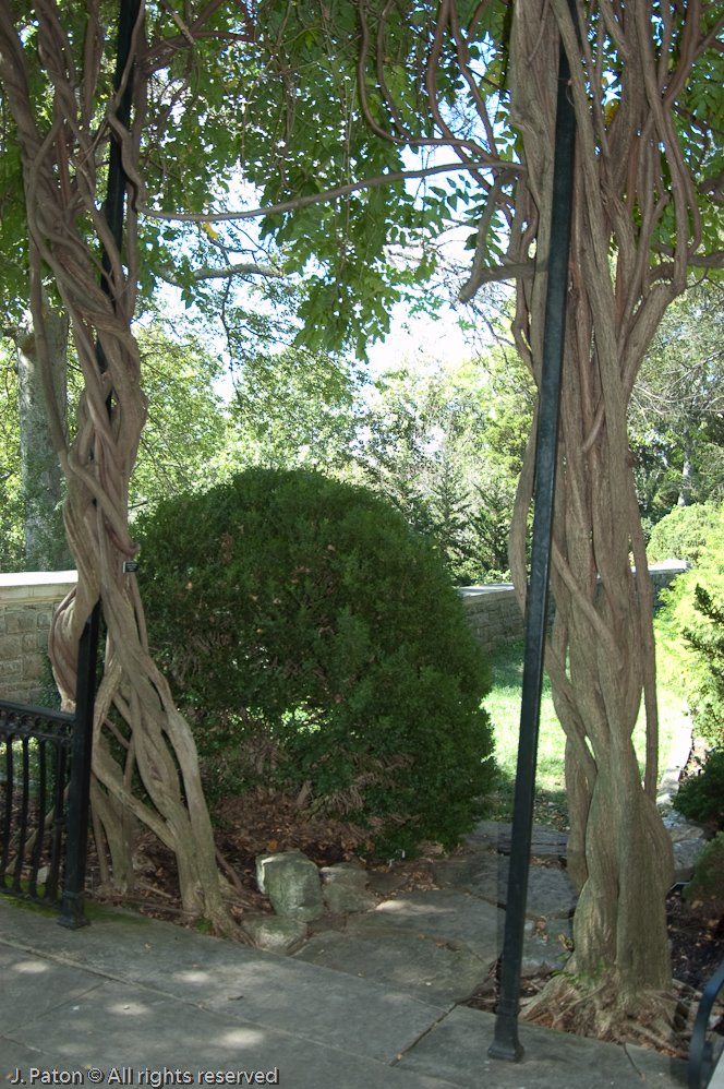 Wisteria   Cheekwood Botanical Garden‎, Nashville, Tennessee