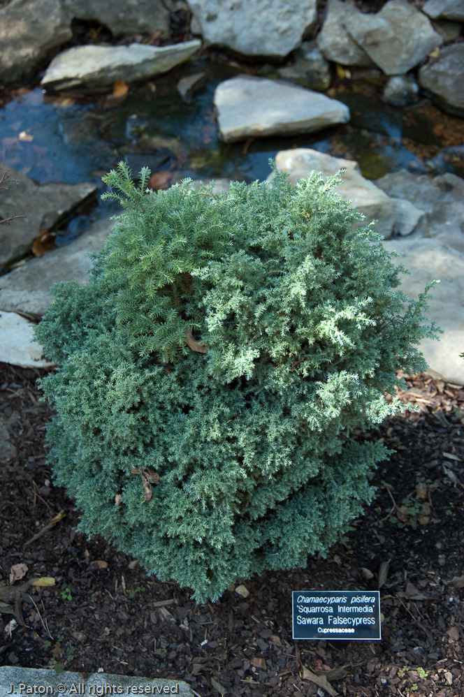 False Cypress   Cheekwood Botanical Garden‎, Nashville, Tennessee