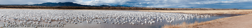 Geese Panoramic   Bosque del Apache National Wildlife Refuge, New Mexico